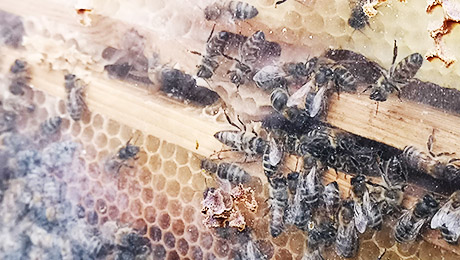 Bienen in einem verglasten Schaukasten
